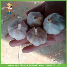 Chinês puro fresco branco e alho branco normal de alta qualidade e bom preço 5.5cm saco de malha em 10 kg de cartão